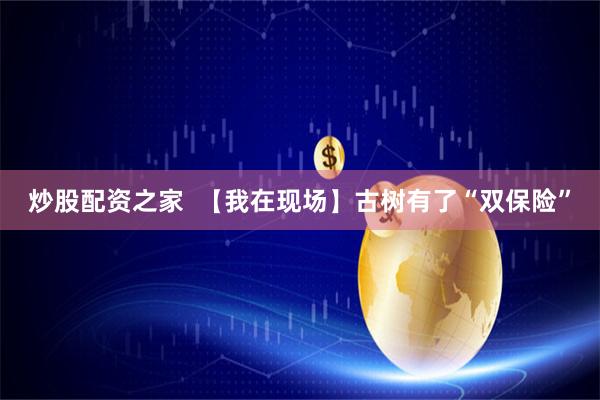 炒股配资之家  【我在现场】古树有了“双保险”